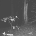 14 of the most eerie shots from hunting night vision cameras