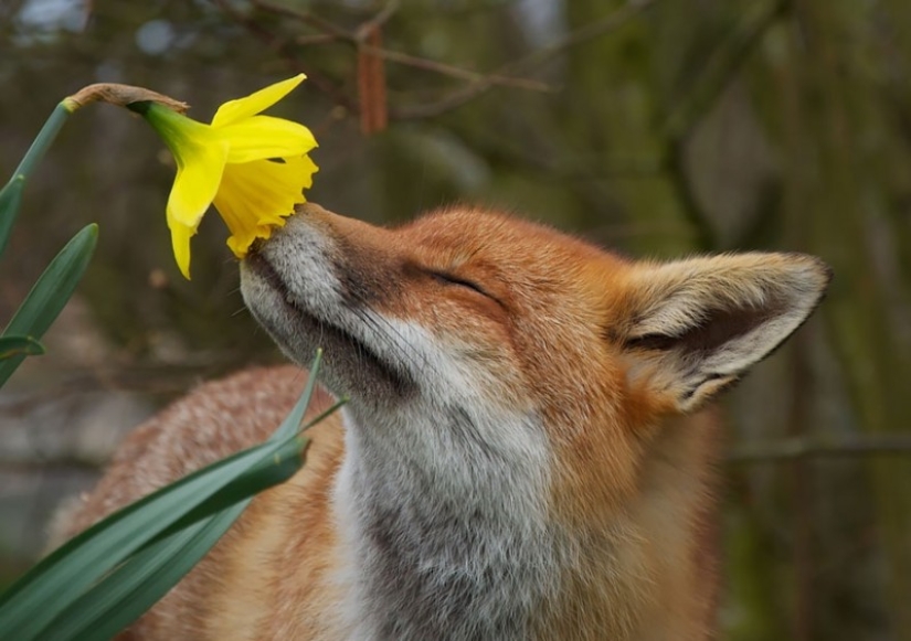 15 adorables animales que disfrutan del aroma de las flores