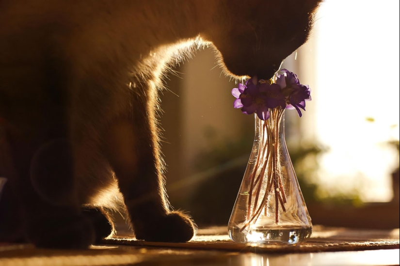 15 adorables animales que disfrutan del aroma de las flores