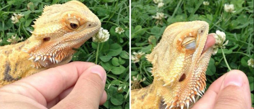 15 adorables animales que disfrutan del aroma de las flores