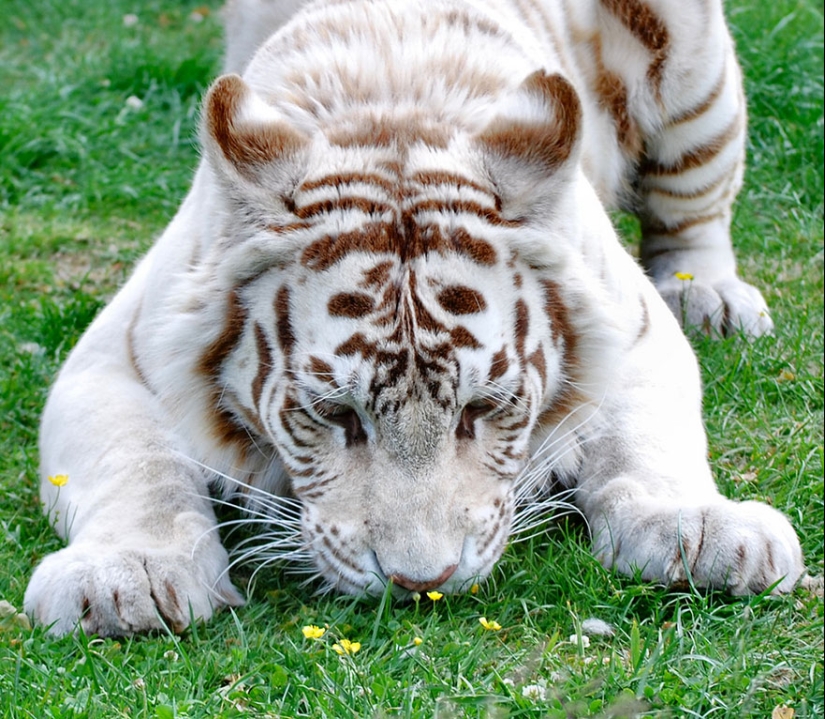 15 adorables animales que disfrutan del aroma de las flores