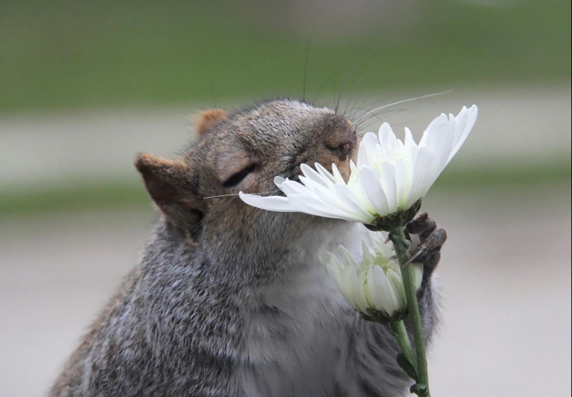 15 adorables animales que disfrutan del aroma de las flores