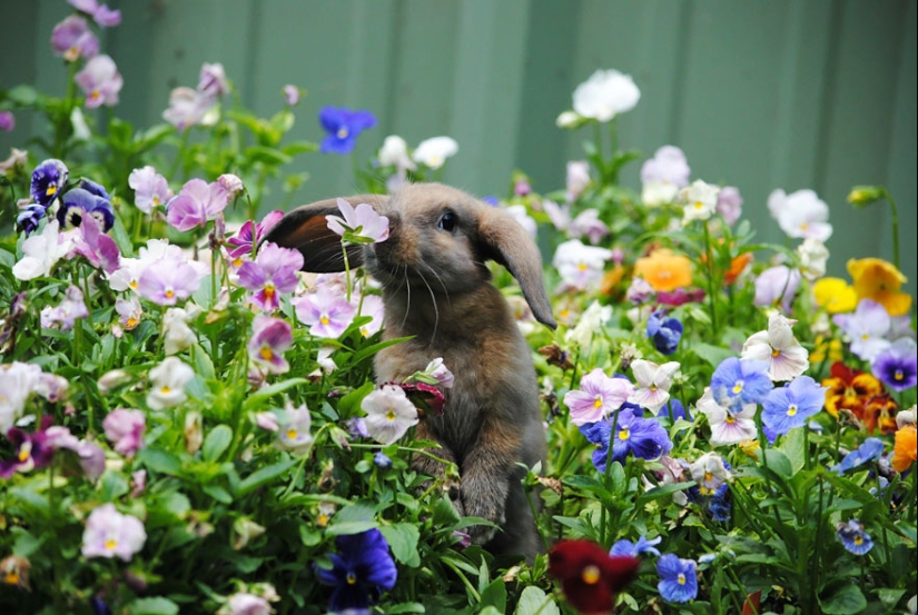 15 adorables animales que disfrutan del aroma de las flores