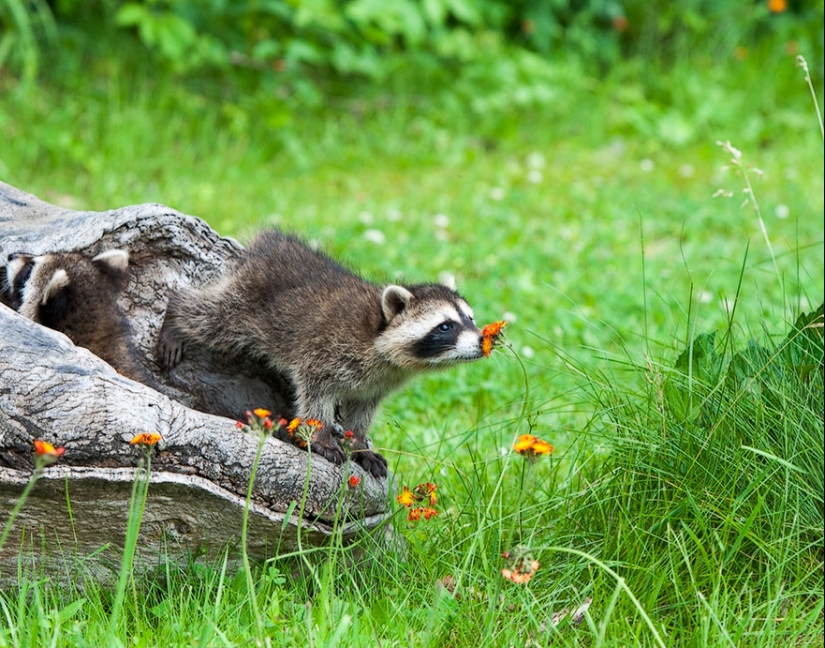 15 adorables animales que disfrutan del aroma de las flores