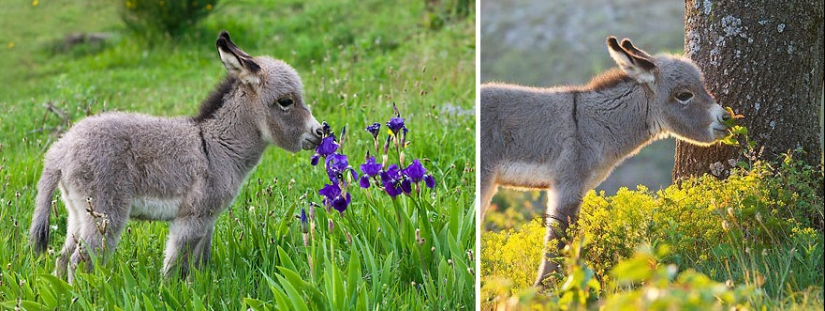 15 adorables animales que disfrutan del aroma de las flores