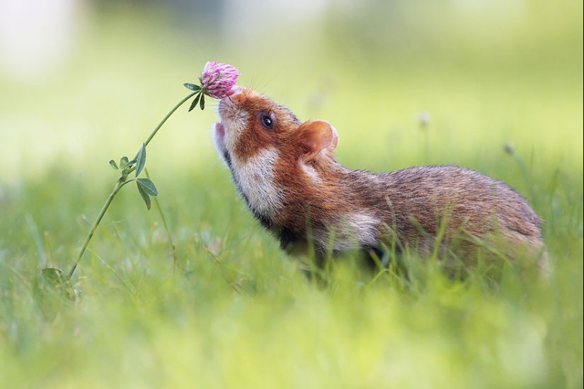 15 adorables animales que disfrutan del aroma de las flores