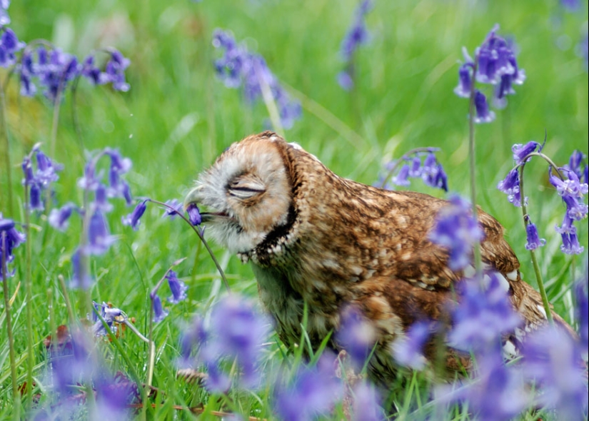 15 adorables animales que disfrutan del aroma de las flores