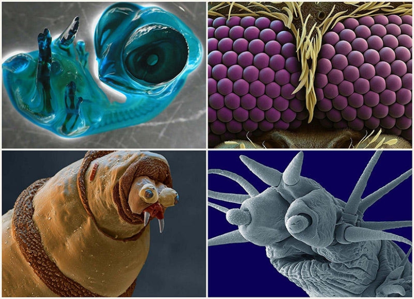 15 amazing creatures that can't be seen without a microscope