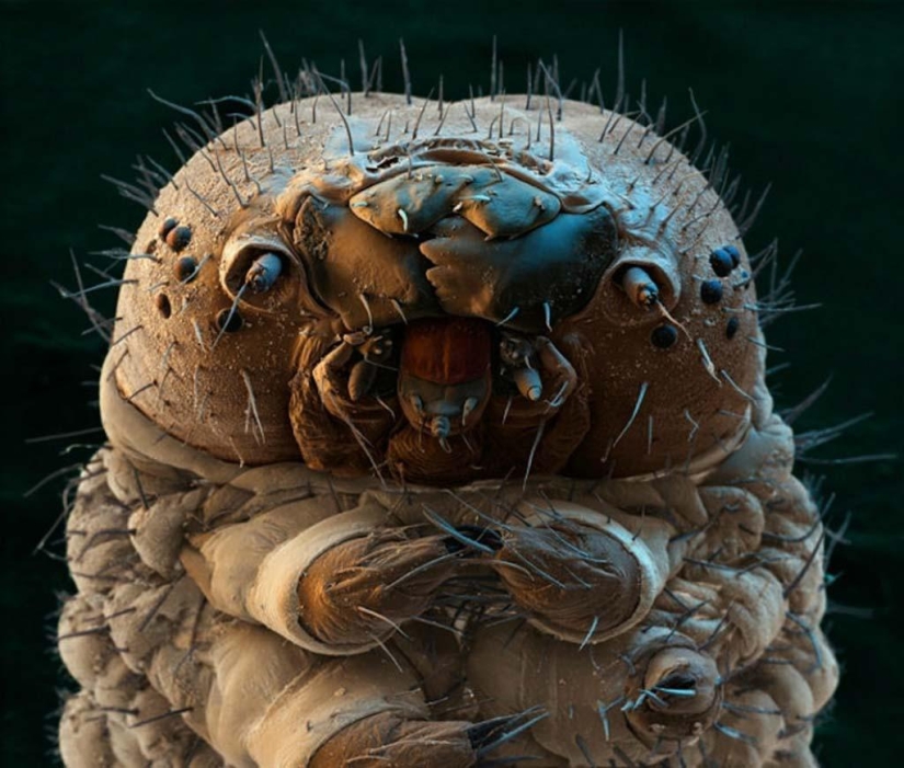 15 amazing creatures that can't be seen without a microscope