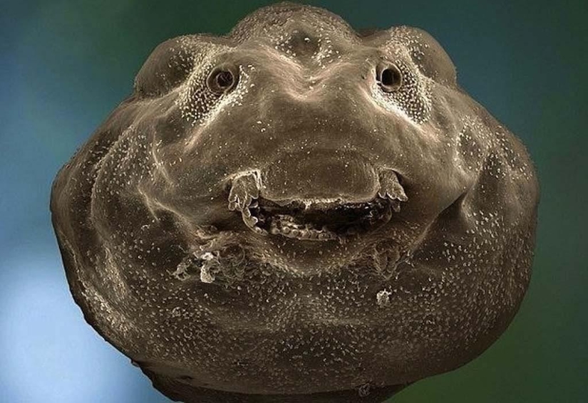 15 amazing creatures that can't be seen without a microscope