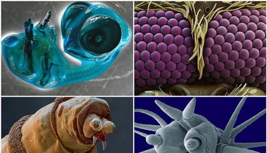 15 amazing creatures that can't be seen without a microscope