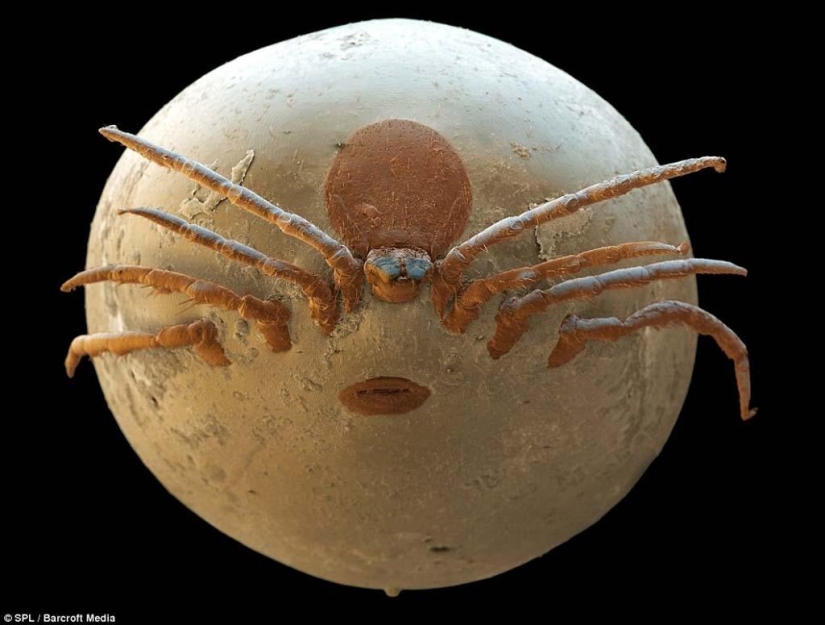 15 amazing creatures that can't be seen without a microscope