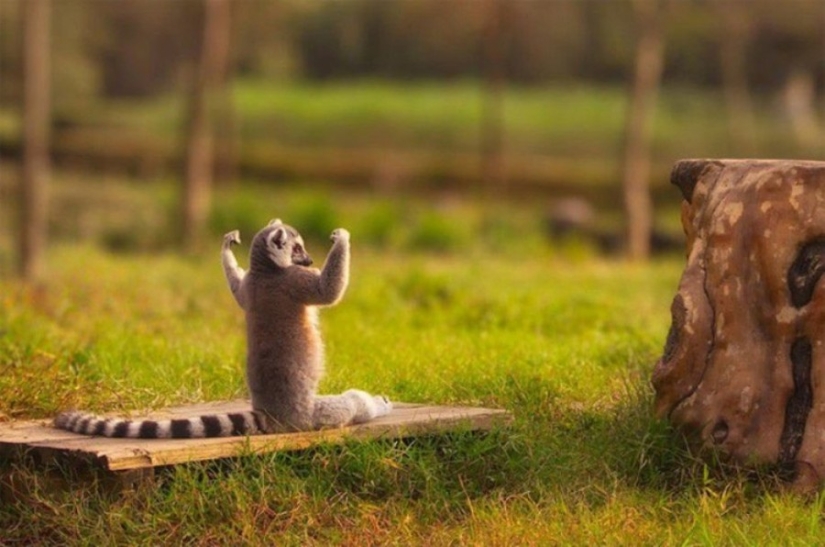 15 animales que saben ponerse en forma para la primavera