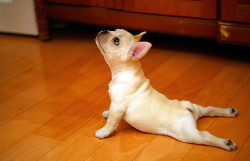 15 animals that do yoga cooler than you