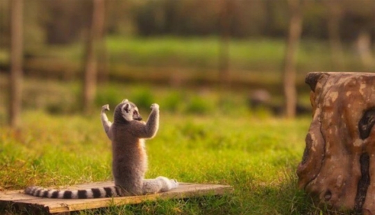 15 animals that know how to get in shape for spring