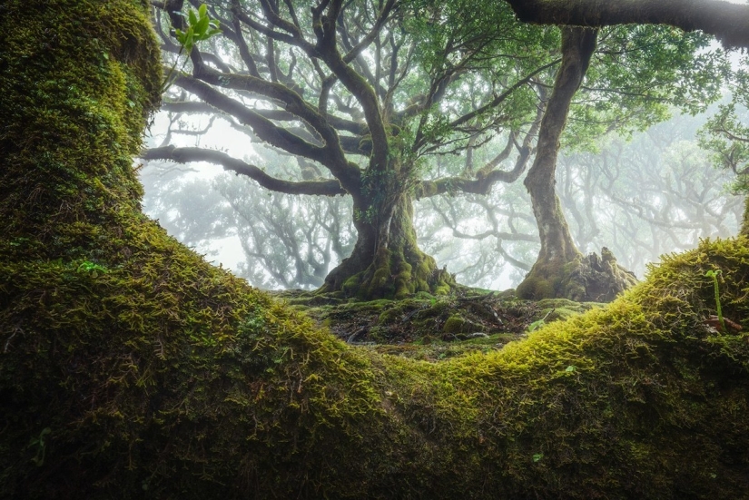 15 beautiful photos of mystical forests on the island of Madeira