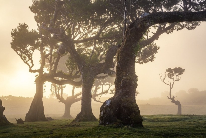 15 beautiful photos of mystical forests on the island of Madeira