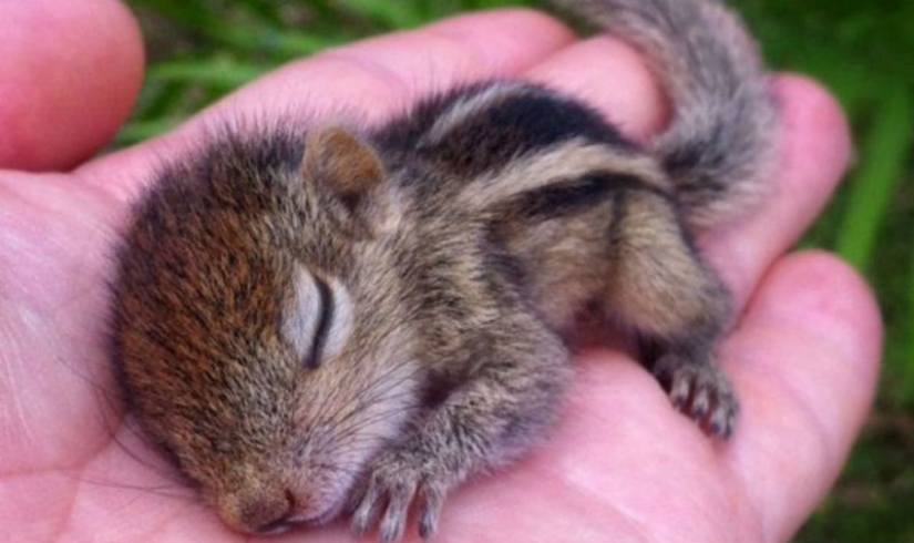 15 bebés pequeños que caben en la palma de la mano