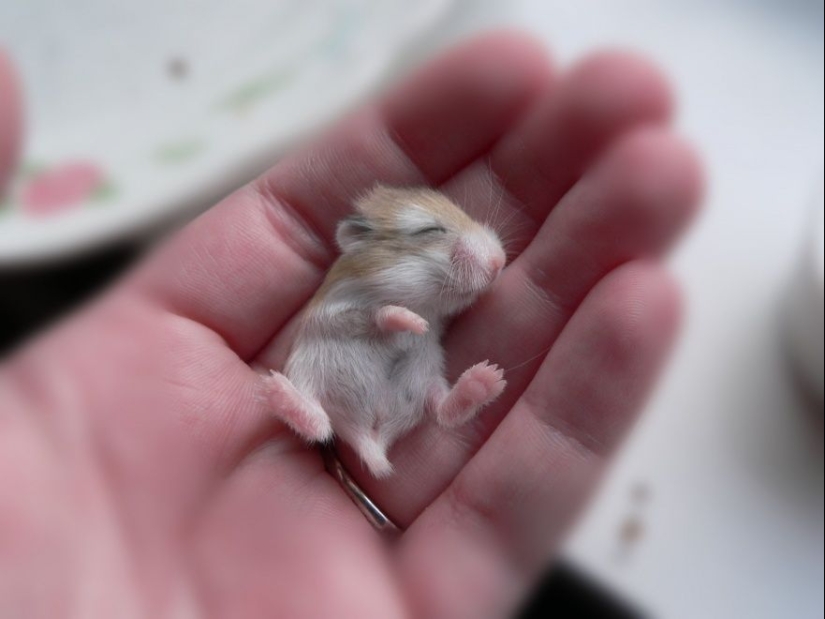 15 bebés pequeños que caben en la palma de la mano