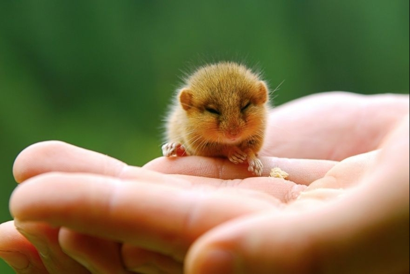 15 bebés pequeños que caben en la palma de la mano