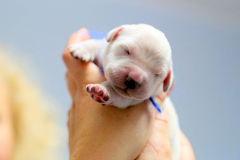 15 bebés pequeños que caben en la palma de la mano