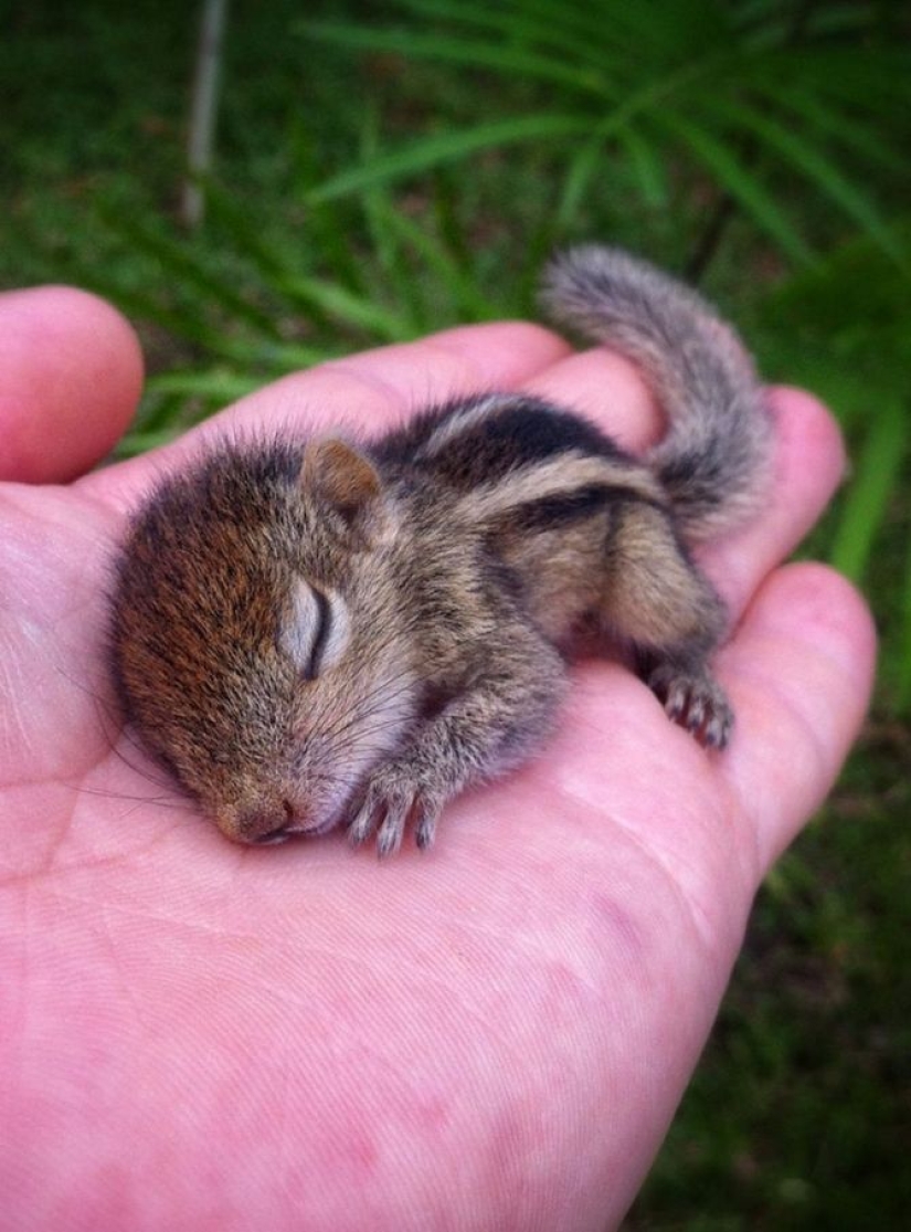 15 bebés pequeños que caben en la palma de la mano