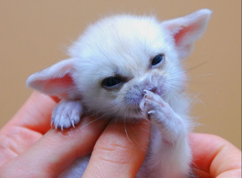 15 bebés pequeños que caben en la palma de la mano