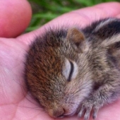 15 bebés pequeños que caben en la palma de la mano