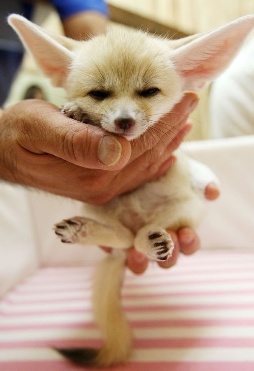 15 bebés pequeños que caben en la palma de la mano