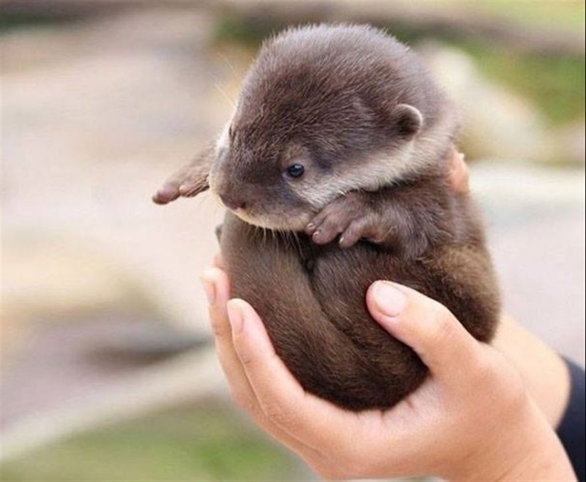 15 bebés pequeños que caben en la palma de la mano