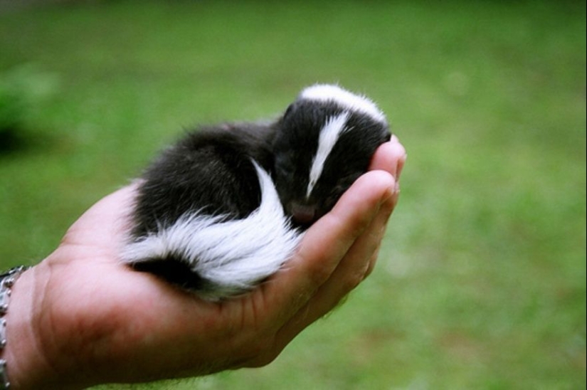 15 bebés pequeños que caben en la palma de la mano