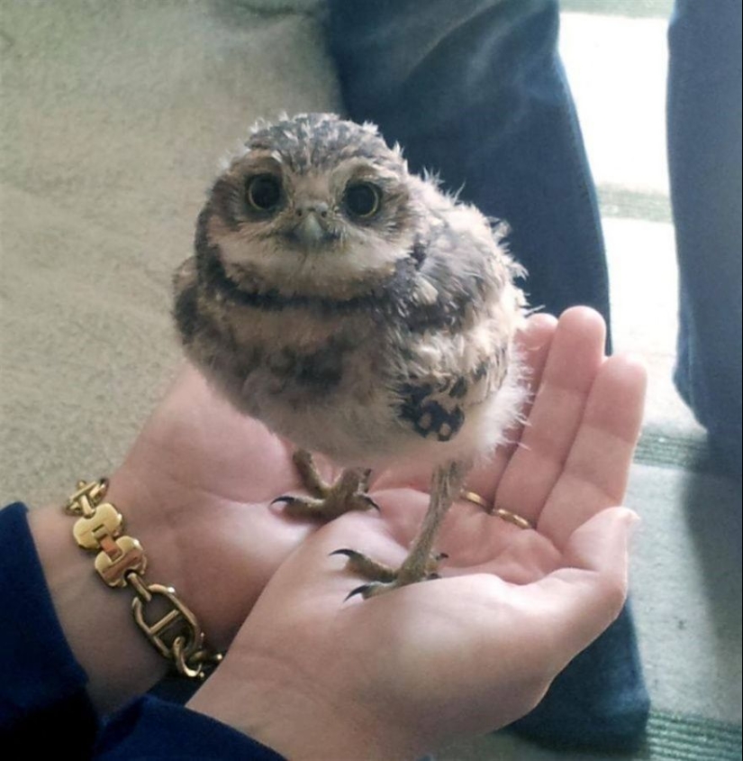 15 bebés pequeños que caben en la palma de la mano