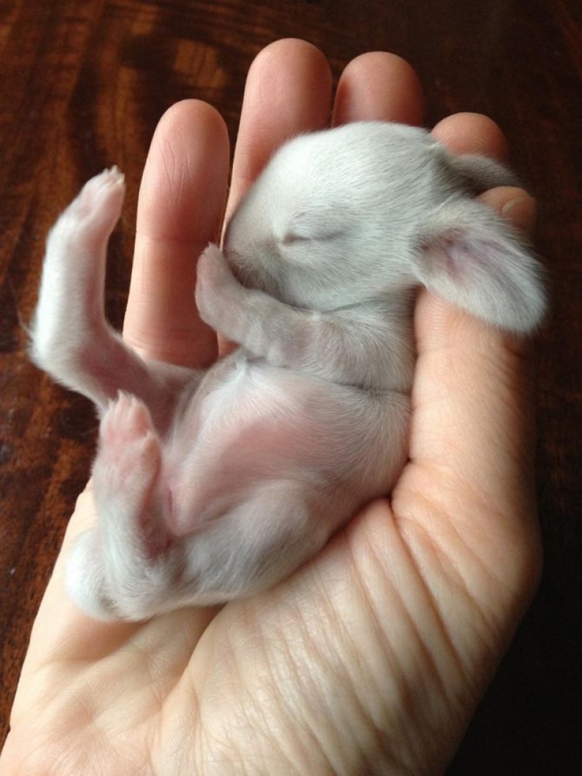 15 bebés pequeños que caben en la palma de la mano