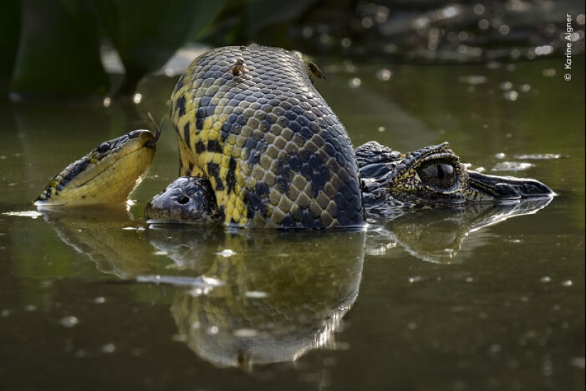 15 Best Wildlife Photographs Of 2024 As Announced By Natural History Museum