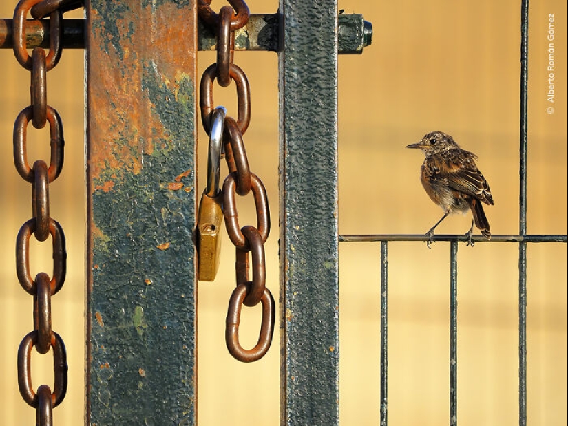 15 Best Wildlife Photographs Of 2024 As Announced By Natural History Museum