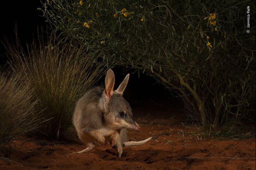 15 Best Wildlife Photographs Of 2024 As Announced By Natural History Museum