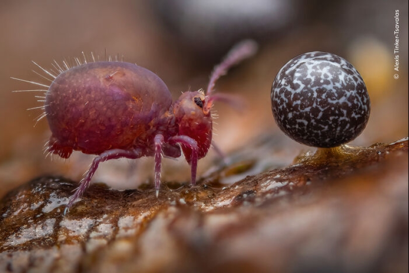 15 Best Wildlife Photographs Of 2024 As Announced By Natural History Museum