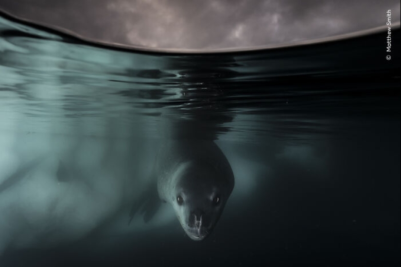 15 Best Wildlife Photographs Of 2024 As Announced By Natural History Museum