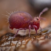 15 Best Wildlife Photographs Of 2024 As Announced By Natural History Museum