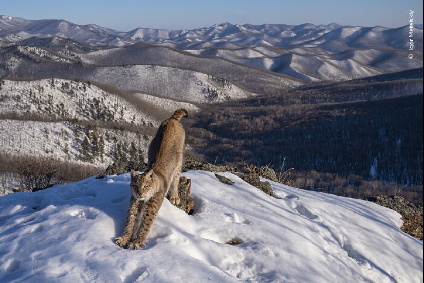 15 Best Wildlife Photographs Of 2024 As Announced By Natural History Museum