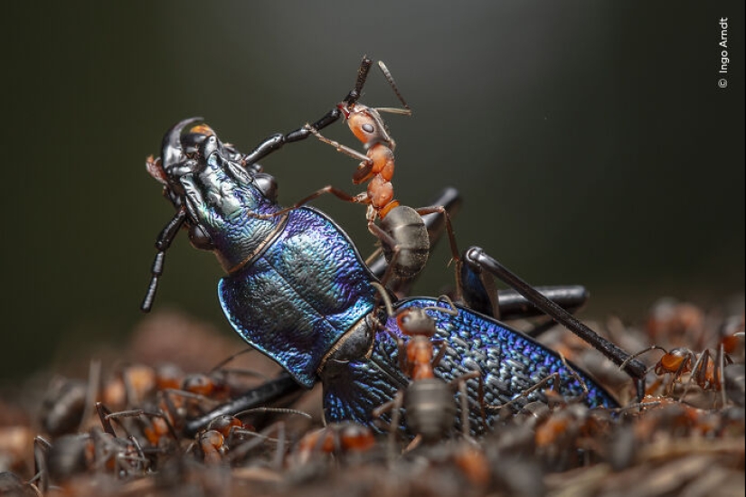 15 Best Wildlife Photographs Of 2024 As Announced By Natural History Museum