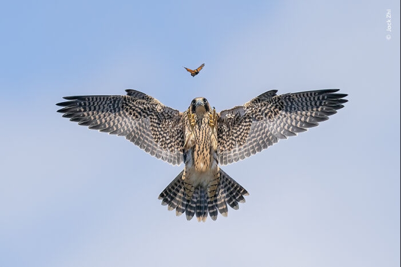 15 Best Wildlife Photographs Of 2024 As Announced By Natural History Museum