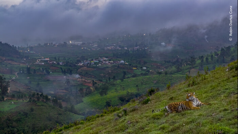 15 Best Wildlife Photographs Of 2024 As Announced By Natural History Museum