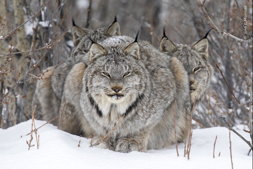 15 Best Wildlife Photographs Of 2024 As Announced By Natural History Museum