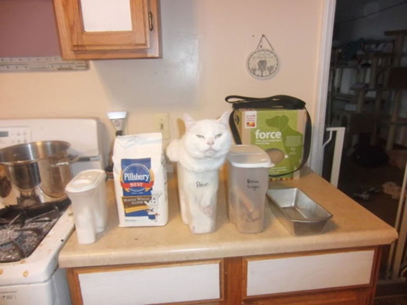 15 cats who didn't care about your logic