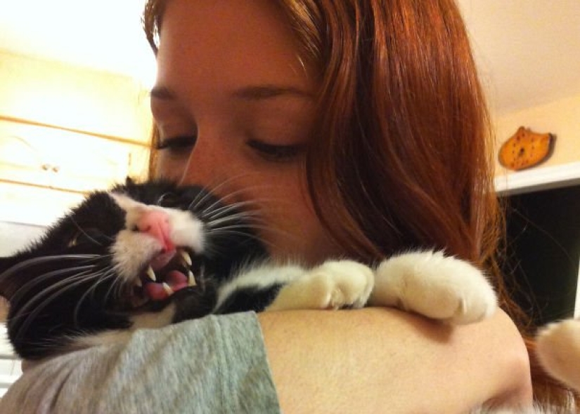 15 cats who hate selfies with people