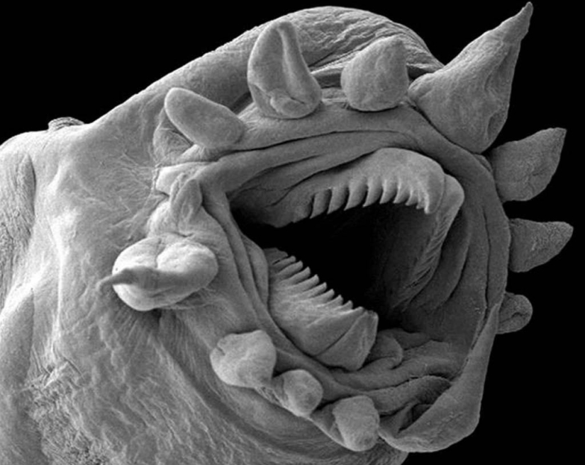 15 criaturas asombrosas que no se pueden ver sin un microscopio