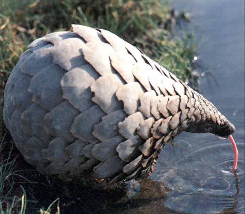 15 datos asombrosos sobre animales que los científicos guardan silencio