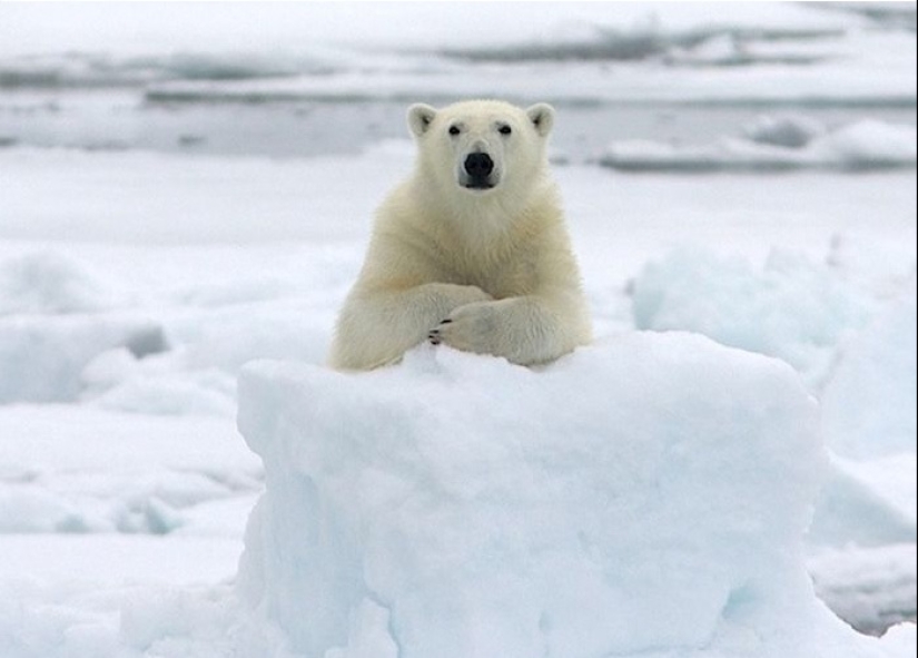 15 datos asombrosos sobre animales que los científicos guardan silencio