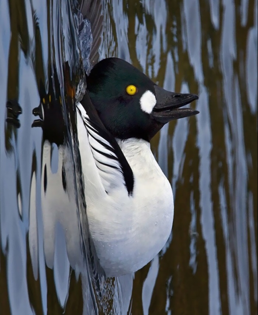 15 datos asombrosos sobre animales que los científicos guardan silencio